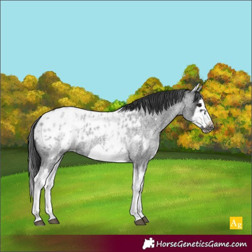 Horse Color:Unknown 