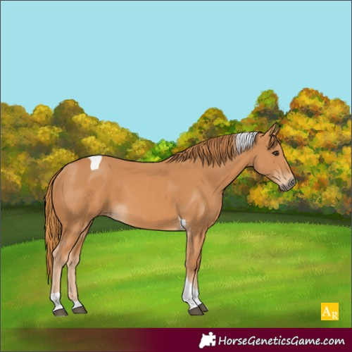 Horse Color:Unknown 
