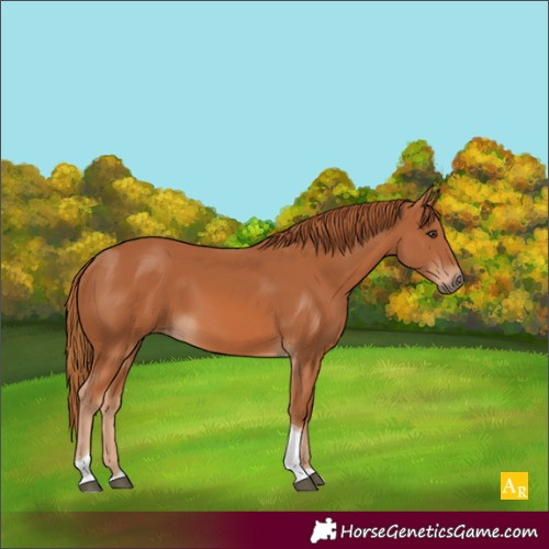 Horse Color:Unknown 