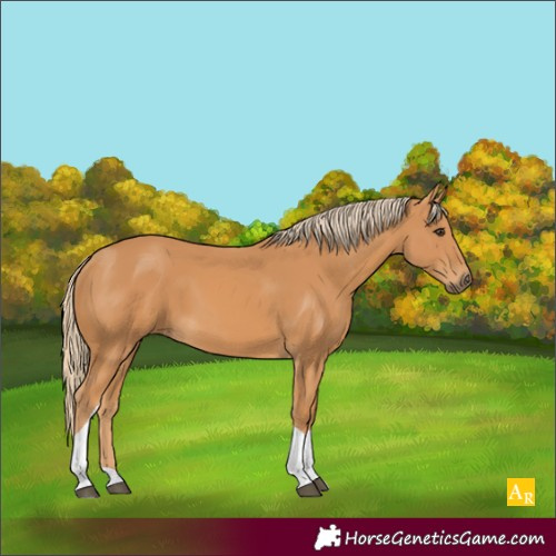 Horse Color:Unknown 