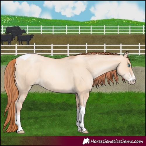 Horse Color:Sable Champagne Pearl Dun Sabino Tobiano