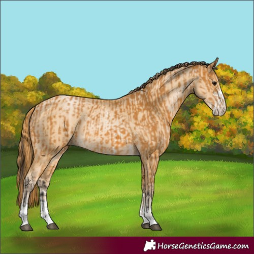 Horse Color:Buckskin Sabino Rabicano  and Buckskin Pearl Sabino Rabicano 