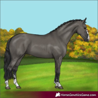 Horse Color:Grullo 