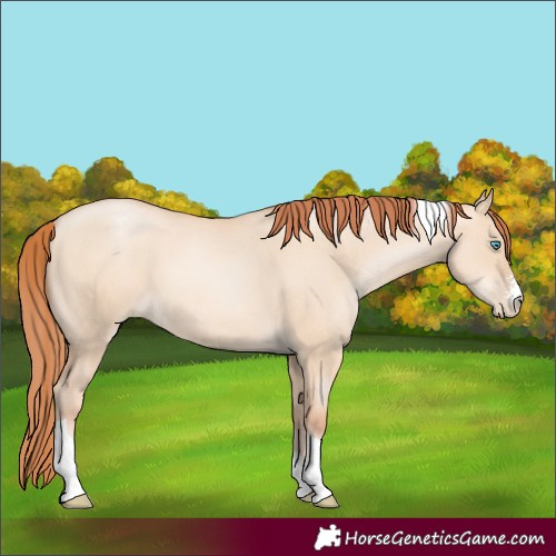 Horse Color:Sable Champagne Pearl Dun Sabino Tobiano
