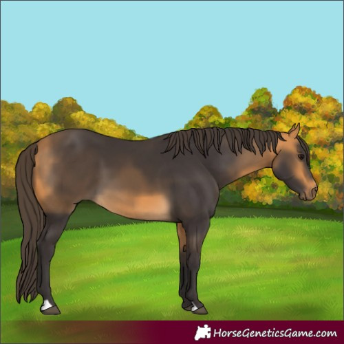 Horse Color:Buckskin 