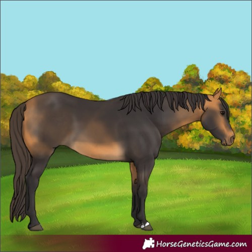Horse Color:Buckskin 