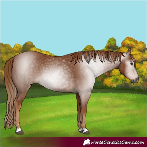 Horse Color:Gray Chestnut 