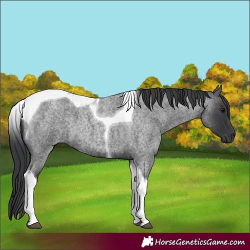 Horse Color:Blue Roan Tobiano 