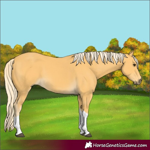 Horse Color:Palomino Tobiano 