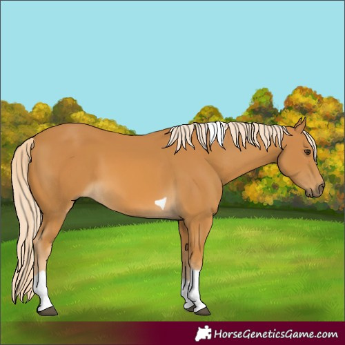 Horse Color:Palomino Tobiano 