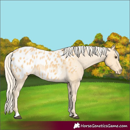 Horse Color:Palomino Blanket 