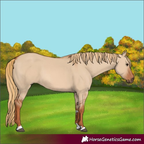 Horse Color:Red Dun 