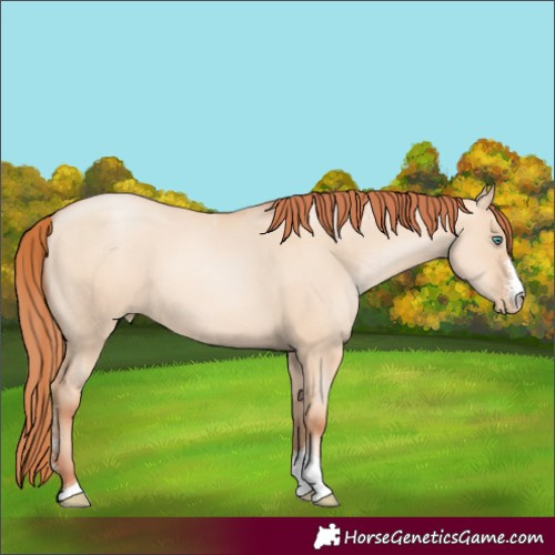 Horse Color:Classic Champagne Pearl Dun Sabino Tobiano 