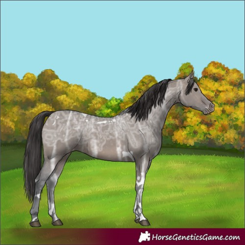 Horse Color:Brown Ice Dun Sabino Tobiano Appaloosa 