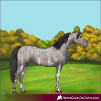 Horse Color:Brown Ice Dun Sabino Tobiano Appaloosa 