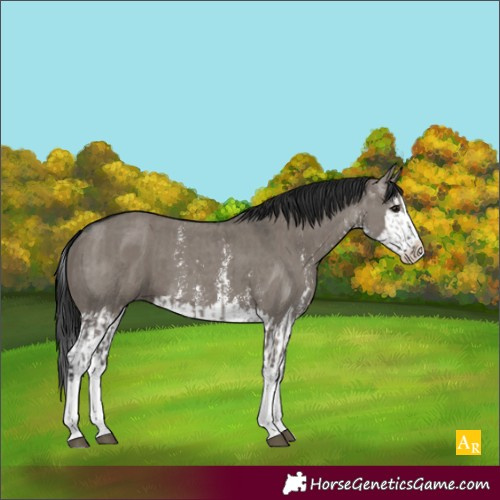 Horse Color:Unknown 