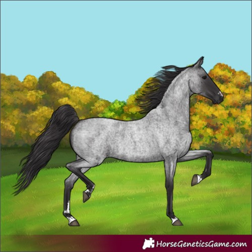 Horse Color:Smoky Blue Roan 