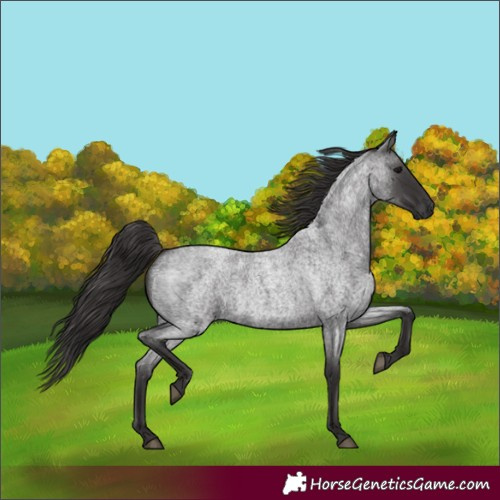 Horse Color:Smoky Blue Roan 