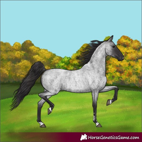 Horse Color:Smoky Blue Roan 