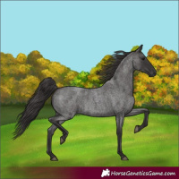 Horse Color:Smoky Blue Roan