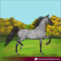 Horse Color:Smoky Blue Roan 