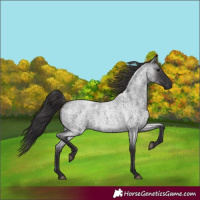 Horse Color:Smoky Blue Roan 