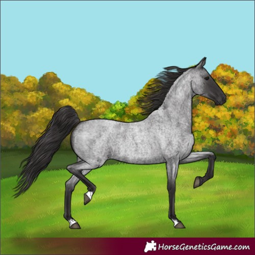 Horse Color:Smoky Blue Roan 