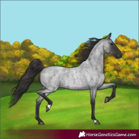 Horse Color:Smoky Blue Roan 