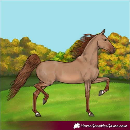 Horse Color:Red Dun 