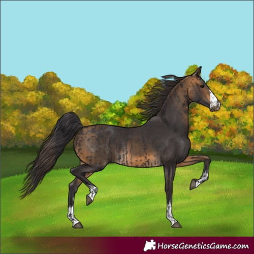 Horse Color:Smoky Black  and Buckskin 