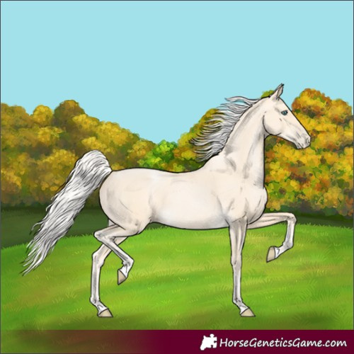 Horse Color:Silver Buckskin Pearl