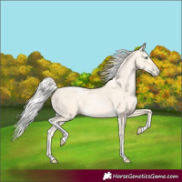 Horse Color:Silver Buckskin Pearl 