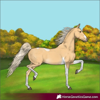 Horse Color:Palomino Tobiano