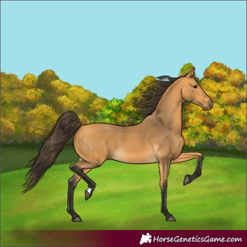 Horse Color:Buckskin 