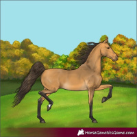 Horse Color:Buckskin