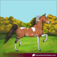 Horse Color:Bay Tobiano Frame