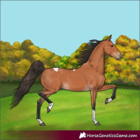 Horse Color:Bay Tobiano 