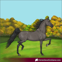 Horse Color:Grullo 