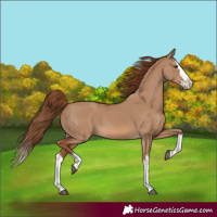 Horse Color:Red Dun Splash 