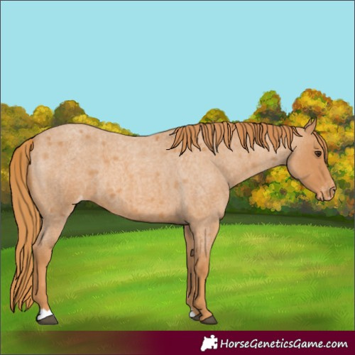 Horse Color:Red Roan Appaloosa 