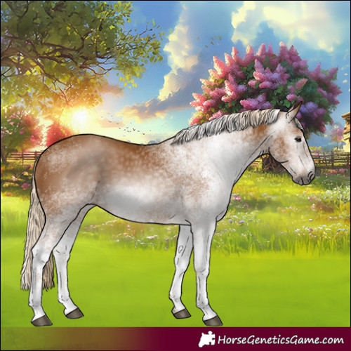 Horse Color:Gray White Spotted Palomino 