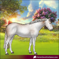 Horse Color:Gray White Spotted Palomino 