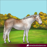 Horse Color:Gray White Spotted Palomino 