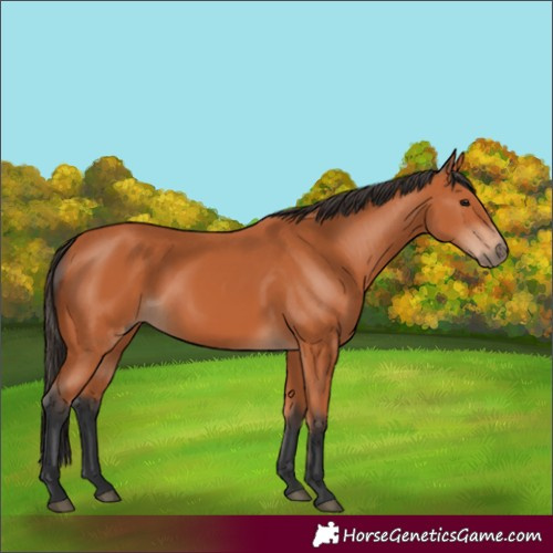 Horse Color:Bay 