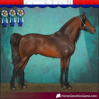 Horse Color:Bay 