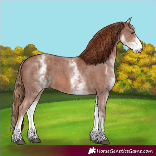 Horse Color:White Spotted Chestnut Sabino 