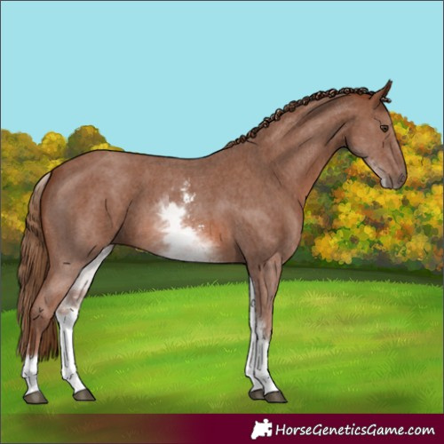 Horse Color:White Spotted Chestnut Sabino