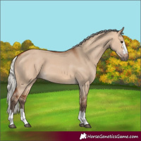 Horse Color:Silver Bay Dun 