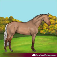 Horse Color:Silver Bay Dun 