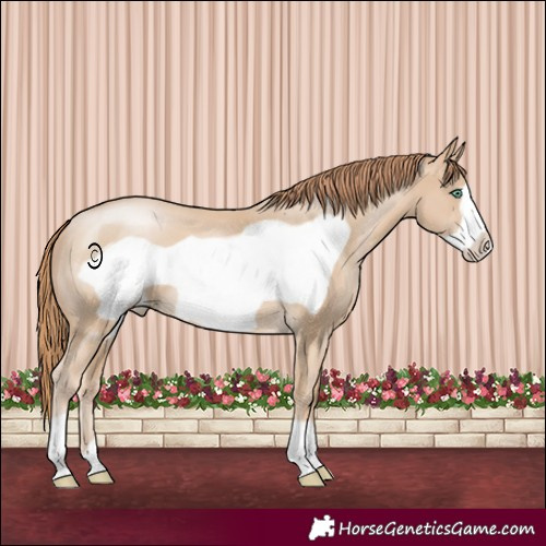 Horse Color:Smoky Black Pearl Frame 